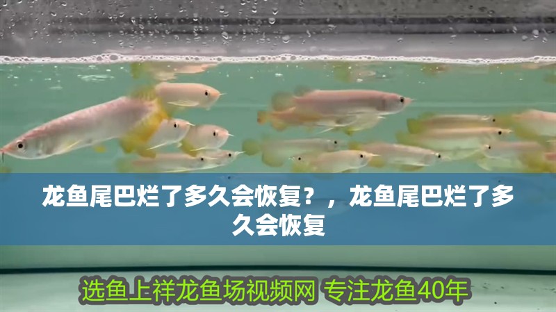 魚缸用增氧泵價格是多少:魚缸增氧機-xtrac增氧機-xtrac增氧機 龍魚尾巴爛了多久會恢復?,龍魚尾巴爛了多久會恢復 龍魚百科 龍魚尾巴爛了多久會恢復?,龍魚尾巴爛了多久會恢復 龍魚尾巴爛了多久會恢復?,龍魚尾巴爛了多久會恢復 龍魚百科