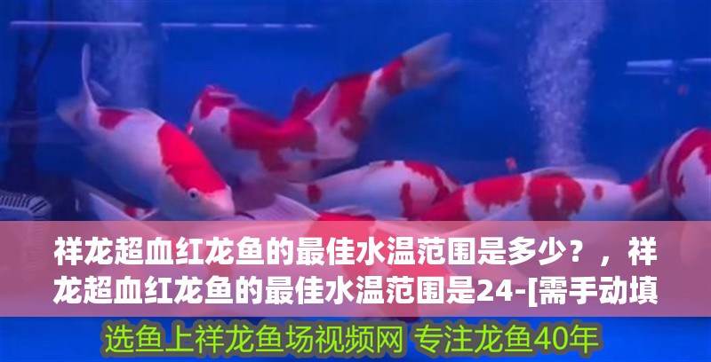 祥龍超血紅龍魚的最佳水溫范圍是多少？，祥龍超血紅龍魚的最佳水溫范圍是24-[需手動填充] 祥龍超血紅龍魚的最佳水溫范圍是多少？，祥龍超血紅龍魚的最佳水溫范圍是24-[需手動填充] 龍魚百科