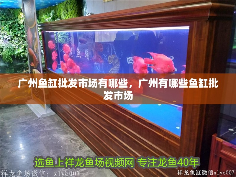 龍魚干蝦有營養嗎 廣州魚缸批發市場有哪些,廣州有哪些魚缸批發市場 龍魚百科 廣州魚缸批發市場有哪些,廣州有哪些魚缸批發市場 廣州魚缸批發市場有哪些,廣州有哪些魚缸批發市場 龍魚百科