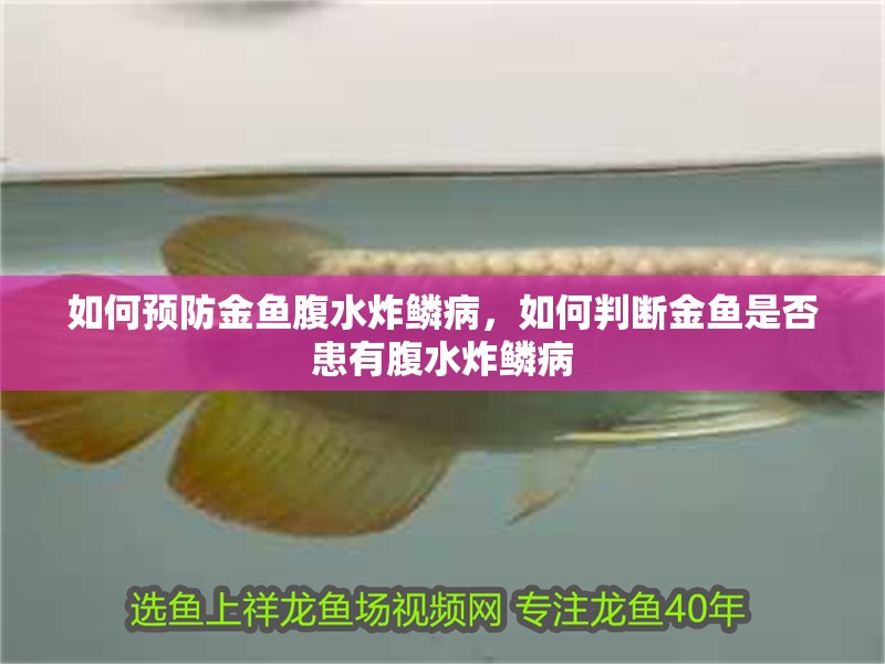 魚(yú)缸過(guò)濾器選購(gòu)指南:自制魚(yú)缸過(guò)濾器魚(yú)缸上置過(guò)濾器對(duì)于養(yǎng)魚(yú)愛(ài)好者的必備知識(shí) 如何預(yù)防金魚(yú)腹水炸鱗病,如何判斷金魚(yú)是否患有腹水炸鱗病 龍魚(yú)百科 如何預(yù)防金魚(yú)腹水炸鱗病,如何判斷金魚(yú)是否患有腹水炸鱗病 如何預(yù)防金魚(yú)腹水炸鱗病,如何判斷金魚(yú)是否患有腹水炸鱗病 龍魚(yú)百科