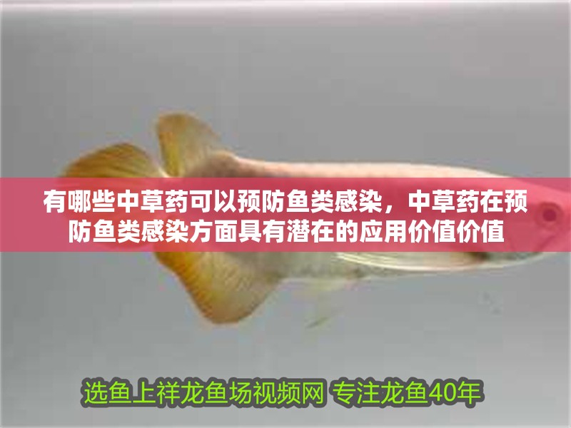 有哪些中草藥可以預防魚類感染，中草藥在預防魚類感染方面具有潛在的應用價值價值 有哪些中草藥可以預防魚類感染，中草藥在預防魚類感染方面具有潛在的應用價值價值 龍魚百科
