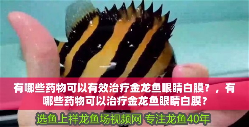 有哪些藥物可以有效治療金龍魚眼睛白膜？，有哪些藥物可以治療金龍魚眼睛白膜？ 有哪些藥物可以有效治療金龍魚眼睛白膜？，有哪些藥物可以治療金龍魚眼睛白膜？ 龍魚百科