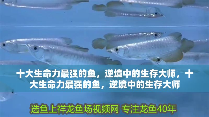 十大生命力最強(qiáng)的魚(yú)，逆境中的生存大師，十大生命力最強(qiáng)的魚(yú)，逆境中的生存大師