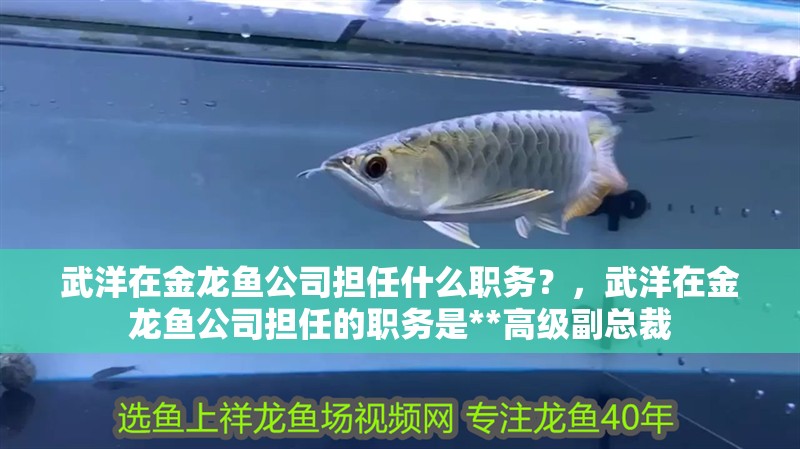 武洋在金龍魚公司擔任什么職務？，武洋在金龍魚公司擔任的職務是**高級副總裁 武洋在金龍魚公司擔任什么職務？，武洋在金龍魚公司擔任的職務是**高級副總裁 龍魚百科