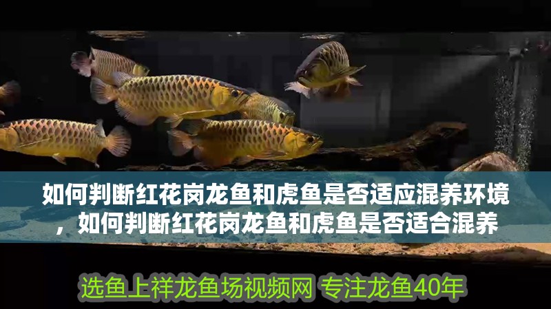 魚缸用增氧泵價格是多少:魚缸增氧機-xtrac增氧機-xtrac增氧機 如何判斷紅花崗龍魚和虎魚是否適應混養(yǎng)環(huán)境,如何判斷紅花崗龍魚和虎魚是否適合混養(yǎng) 龍魚百科 如何判斷紅花崗龍魚和虎魚是否適應混養(yǎng)環(huán)境,如何判斷紅花崗龍魚和虎魚是否適合混養(yǎng) 如何判斷紅花崗龍魚和虎魚是否適應混養(yǎng)環(huán)境,如何判斷紅花崗龍魚和虎魚是否適合混養(yǎng) 龍魚百科