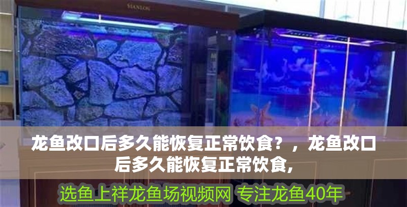 龍魚改口后多久能恢復正常飲食？，龍魚改口后多久能恢復正常飲食, 龍魚改口后多久能恢復正常飲食？，龍魚改口后多久能恢復正常飲食, 龍魚百科