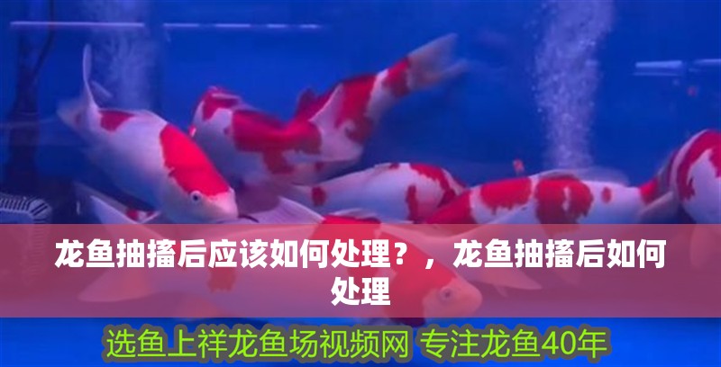 龍魚抽搐后應該如何處理？，龍魚抽搐后如何處理 龍魚抽搐后應該如何處理？，龍魚抽搐后如何處理 龍魚百科