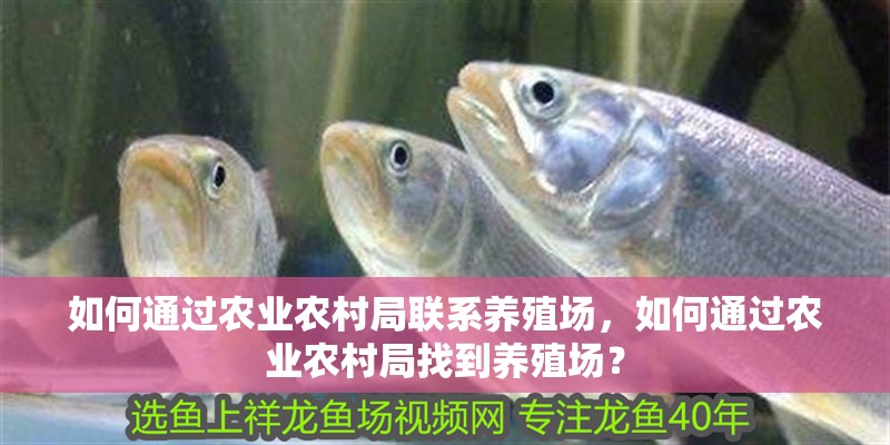 魚缸過濾器選購指南:自制魚缸過濾器魚缸上置過濾器對于養魚愛好者的必備知識 如何通過農業農村局聯系養殖場,如何通過農業農村局找到養殖場? 龍魚百科 如何通過農業農村局聯系養殖場,如何通過農業農村局找到養殖場? 如何通過農業農村局聯系養殖場,如何通過農業農村局找到養殖場? 龍魚百科