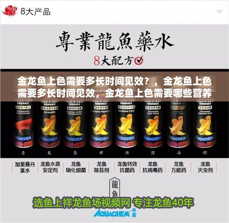 龍魚干蝦有營養嗎 金龍魚上色需要多長時間見效?,金龍魚上色需要多長時間見效,金龍魚上色需要哪些營養 龍魚百科 金龍魚上色需要多長時間見效?,金龍魚上色需要多長時間見效,金龍魚上色需要哪些營養 金龍魚上色需要多長時間見效?,金龍魚上色需要多長時間見效,金龍魚上色需要哪些營養 龍魚百科