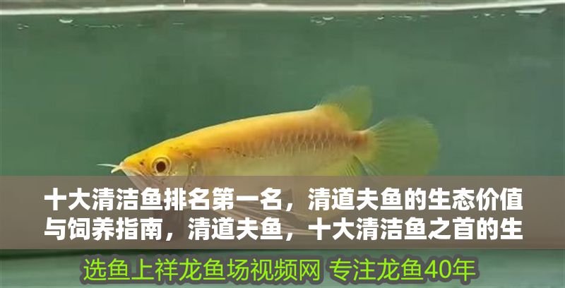十大清潔魚排名第一名，清道夫魚的生態價值與飼養指南，清道夫魚，十大清潔魚之首的生態價值與飼養全指南