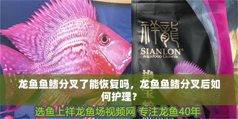 龍魚魚鰭分叉了能恢復嗎，龍魚魚鰭分叉后如何護理？ 龍魚魚鰭分叉了能恢復嗎，龍魚魚鰭分叉后如何護理？ 龍魚百科