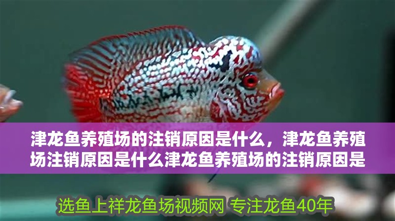 津龍魚養(yǎng)殖場的注銷原因是什么，津龍魚養(yǎng)殖場注銷原因是什么津龍魚養(yǎng)殖場的注銷原因是什么 津龍魚養(yǎng)殖場的注銷原因是什么，津龍魚養(yǎng)殖場注銷原因是什么津龍魚養(yǎng)殖場的注銷原因是什么 龍魚百科