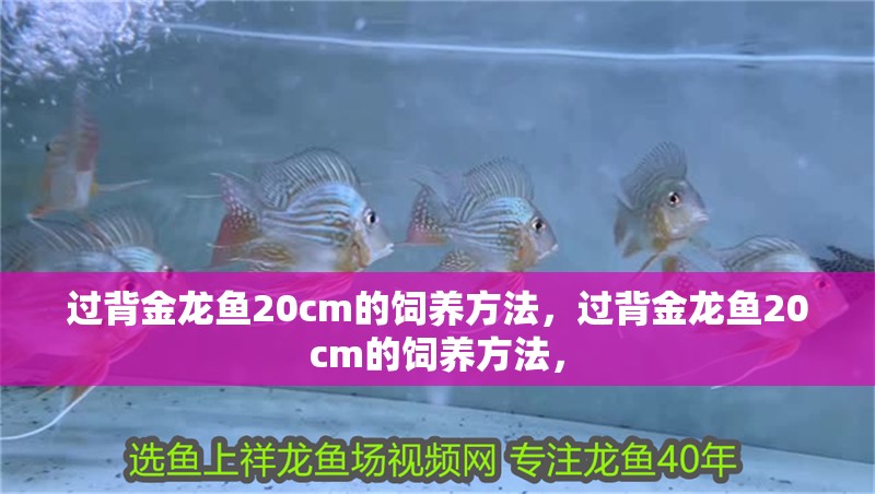 過背金龍魚20cm的飼養方法，過背金龍魚20cm的飼養方法，