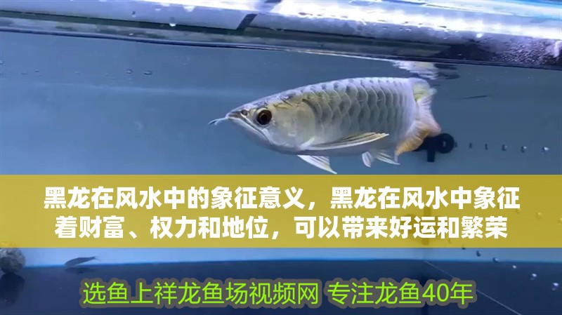 魚缸過濾器選購指南:自制魚缸過濾器魚缸上置過濾器對于養(yǎng)魚愛好者的必備知識 黑龍在風水中的象征意義,黑龍在風水中象征著財富、權(quán)力和地位,可以帶來好運和繁榮 龍魚百科 黑龍在風水中的象征意義,黑龍在風水中象征著財富、權(quán)力和地位,可以帶來好運和繁榮 黑龍在風水中的象征意義,黑龍在風水中象征著財富、權(quán)力和地位,可以帶來好運和繁榮 龍魚百科