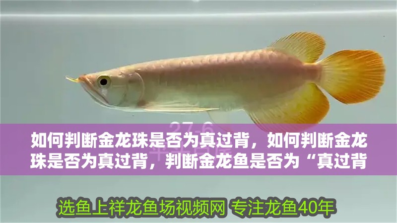 如何判斷金龍珠是否為真過背，如何判斷金龍珠是否為真過背，判斷金龍魚是否為“真過背” 如何判斷金龍珠是否為真過背，如何判斷金龍珠是否為真過背，判斷金龍魚是否為“真過背” 龍魚百科