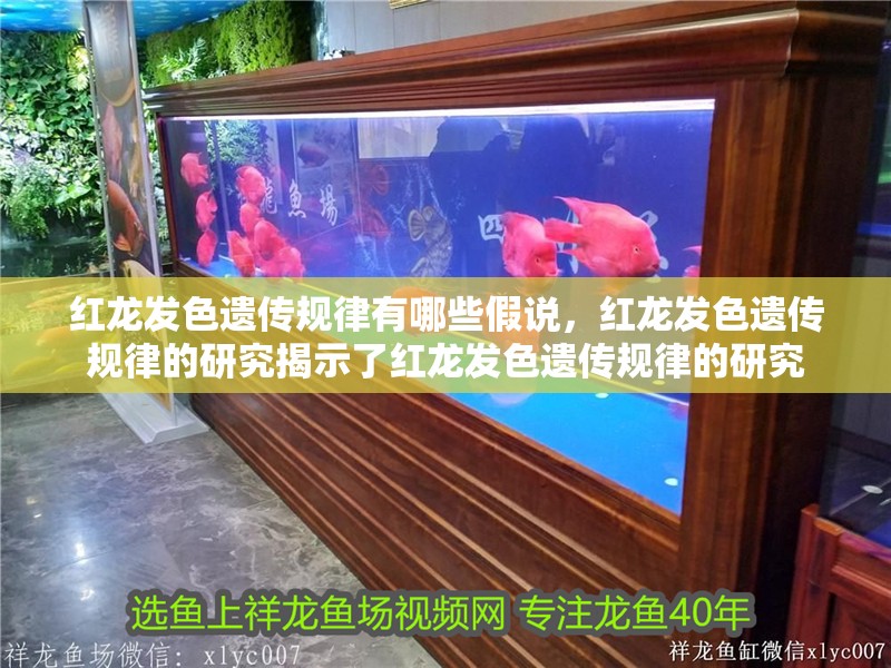 魚缸過濾器選購指南:自制魚缸過濾器魚缸上置過濾器對于養魚愛好者的必備知識 紅龍發色遺傳規律有哪些假說,紅龍發色遺傳規律的研究揭示了紅龍發色遺傳規律的研究 龍魚百科 紅龍發色遺傳規律有哪些假說,紅龍發色遺傳規律的研究揭示了紅龍發色遺傳規律的研究 紅龍發色遺傳規律有哪些假說,紅龍發色遺傳規律的研究揭示了紅龍發色遺傳規律的研究 龍魚百科