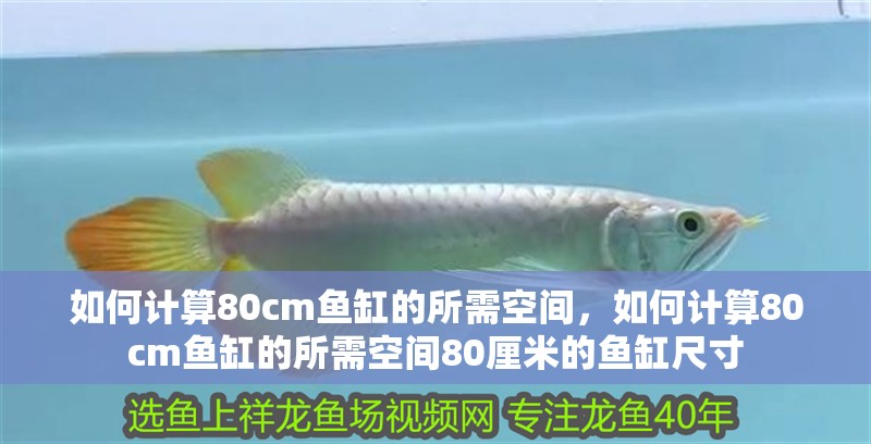 如何計算80cm魚缸的所需空間，如何計算80cm魚缸的所需空間80厘米的魚缸尺寸 如何計算80cm魚缸的所需空間，如何計算80cm魚缸的所需空間80厘米的魚缸尺寸 龍魚百科