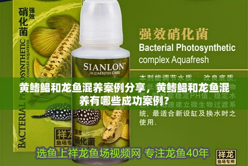 魚缸過濾器選購指南:自制魚缸過濾器魚缸上置過濾器對于養魚愛好者的必備知識 黃鰭鯧和龍魚混養案例分享,黃鰭鯧和龍魚混養有哪些成功案例? 龍魚百科 黃鰭鯧和龍魚混養案例分享,黃鰭鯧和龍魚混養有哪些成功案例? 黃鰭鯧和龍魚混養案例分享,黃鰭鯧和龍魚混養有哪些成功案例? 龍魚百科