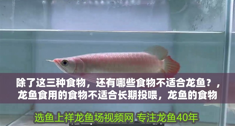 除了這三種食物，還有哪些食物不適合龍魚？，龍魚食用的食物不適合長期投喂，龍魚的食物不適合長期投喂 除了這三種食物，還有哪些食物不適合龍魚？，龍魚食用的食物不適合長期投喂，龍魚的食物不適合長期投喂 龍魚百科