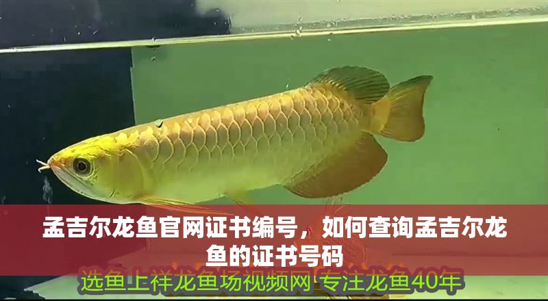 孟吉爾龍魚官網證書編號，如何查詢孟吉爾龍魚的證書號碼