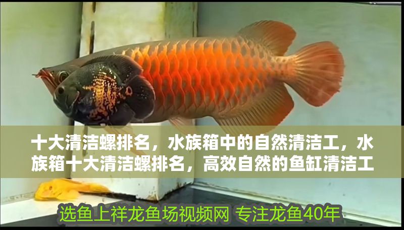 十大清潔螺排名，水族箱中的自然清潔工，水族箱十大清潔螺排名，高效自然的魚缸清潔工推薦
