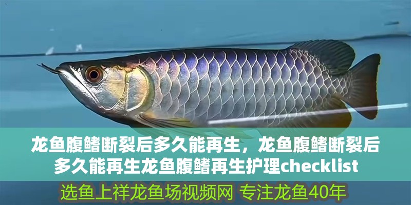 我的虎魚真菌感染了要怎么處理 龍魚腹鰭斷裂后多久能再生,龍魚腹鰭斷裂后多久能再生龍魚腹鰭再生護理checklist 龍魚百科 龍魚腹鰭斷裂后多久能再生,龍魚腹鰭斷裂后多久能再生龍魚腹鰭再生護理checklist 龍魚腹鰭斷裂后多久能再生,龍魚腹鰭斷裂后多久能再生龍魚腹鰭再生護理checklist 龍魚百科