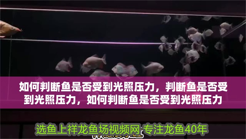 如何判斷魚是否受到光照壓力，判斷魚是否受到光照壓力，如何判斷魚是否受到光照壓力 如何判斷魚是否受到光照壓力，判斷魚是否受到光照壓力，如何判斷魚是否受到光照壓力 龍魚百科