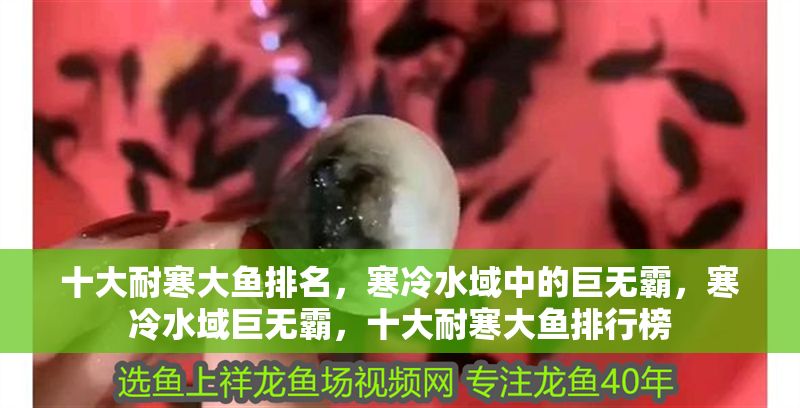 十大耐寒大魚排名，寒冷水域中的巨無霸，寒冷水域巨無霸，十大耐寒大魚排行榜 十大耐寒大魚排名，寒冷水域中的巨無霸，寒冷水域巨無霸，十大耐寒大魚排行榜 龍魚百科 第1張