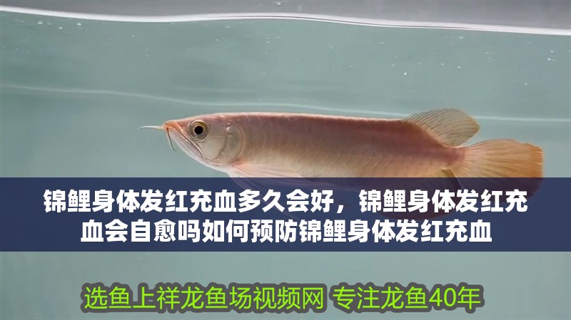 錦鯉身體發紅充血多久會好，錦鯉身體發紅充血會自愈嗎如何預防錦鯉身體發紅充血 錦鯉身體發紅充血多久會好，錦鯉身體發紅充血會自愈嗎如何預防錦鯉身體發紅充血 龍魚百科