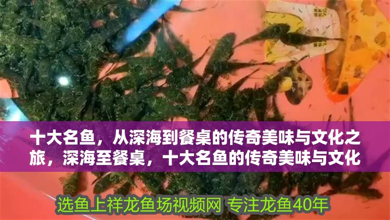 十大名魚，從深海到餐桌的傳奇美味與文化之旅，深海至餐桌，十大名魚的傳奇美味與文化之旅