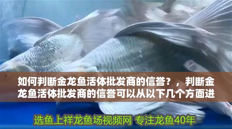 魚缸過濾器選購指南:自制魚缸過濾器魚缸上置過濾器對于養魚愛好者的必備知識 如何判斷金龍魚活體批發商的信譽?,判斷金龍魚活體批發商的信譽可以從以下幾個方面進行評估 龍魚百科 如何判斷金龍魚活體批發商的信譽?,判斷金龍魚活體批發商的信譽可以從以下幾個方面進行評估 如何判斷金龍魚活體批發商的信譽?,判斷金龍魚活體批發商的信譽可以從以下幾個方面進行評估 龍魚百科