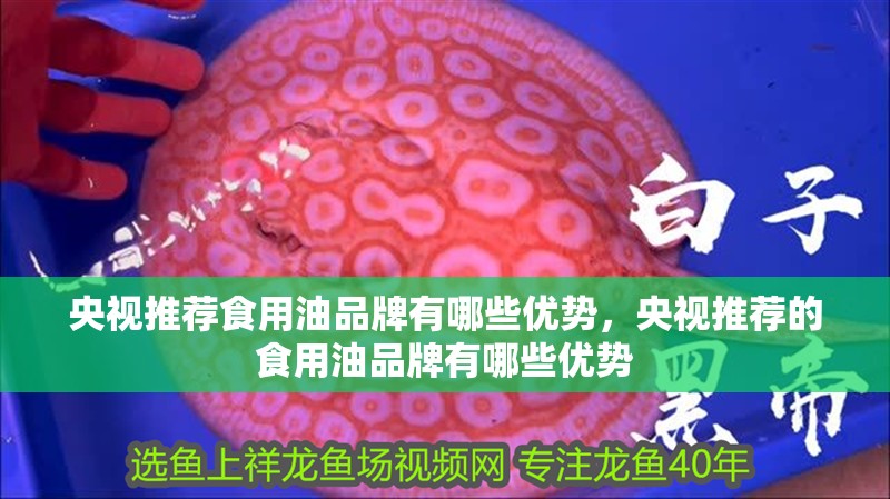 央視推薦食用油品牌有哪些優勢，央視推薦的食用油品牌有哪些優勢 央視推薦食用油品牌有哪些優勢，央視推薦的食用油品牌有哪些優勢 龍魚百科
