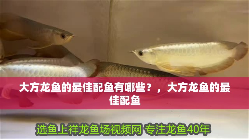 大方龍魚的最佳配魚有哪些？，大方龍魚的最佳配魚 大方龍魚的最佳配魚有哪些？，大方龍魚的最佳配魚 龍魚百科