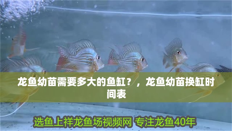 龍魚幼苗需要多大的魚缸？，龍魚幼苗換缸時間表 龍魚幼苗需要多大的魚缸？，龍魚幼苗換缸時間表 龍魚百科