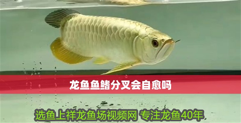 魚缸用增氧泵價格是多少:魚缸增氧機-xtrac增氧機-xtrac增氧機 龍魚魚鰭分叉會自愈嗎 龍魚百科 龍魚魚鰭分叉會自愈嗎 龍魚魚鰭分叉會自愈嗎 龍魚百科