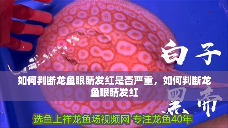 鸚鵡魚和銀龍魚混養(yǎng)怎樣喂食 如何判斷龍魚眼睛發(fā)紅是否嚴重,如何判斷龍魚眼睛發(fā)紅 龍魚百科 如何判斷龍魚眼睛發(fā)紅是否嚴重,如何判斷龍魚眼睛發(fā)紅 如何判斷龍魚眼睛發(fā)紅是否嚴重,如何判斷龍魚眼睛發(fā)紅 龍魚百科