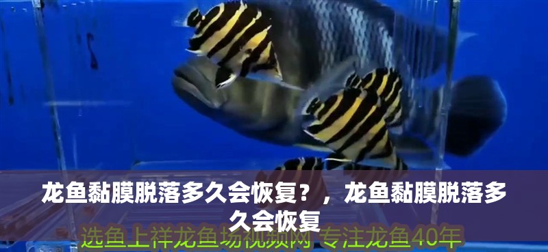 有哪些中藥可以預(yù)防魚鰓蓋潰爛，中草藥預(yù)防魚鰓蓋潰爛 有哪些中藥可以預(yù)防魚鰓蓋潰爛，中草藥預(yù)防魚鰓蓋潰爛 龍魚百科
