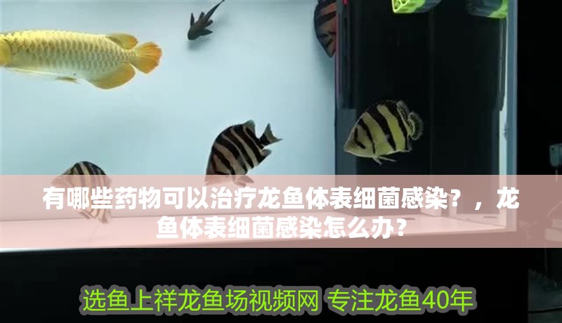 有哪些藥物可以治療龍魚體表細菌感染？，龍魚體表細菌感染怎么辦？ 有哪些藥物可以治療龍魚體表細菌感染？，龍魚體表細菌感染怎么辦？ 龍魚百科