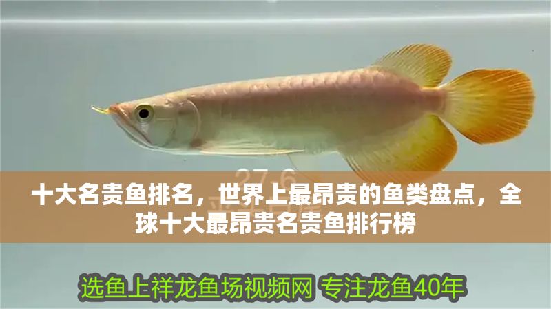 十大名貴魚排名，世界上最昂貴的魚類盤點，全球十大最昂貴名貴魚排行榜