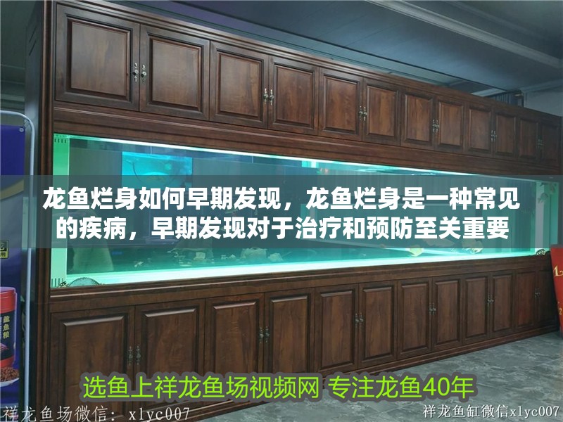 龍魚爛身如何早期發現，龍魚爛身是一種常見的疾病，早期發現對于治療和預防至關重要 龍魚爛身如何早期發現，龍魚爛身是一種常見的疾病，早期發現對于治療和預防至關重要 龍魚百科