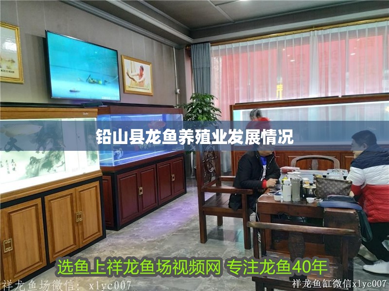 鉛山縣龍魚養殖業發展情況 鉛山縣龍魚養殖業發展情況 龍魚百科