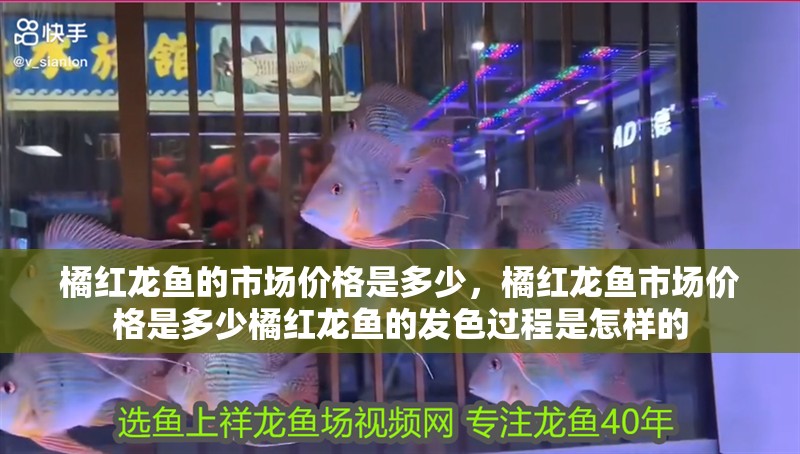 橘紅龍魚的市場價格是多少，橘紅龍魚市場價格是多少橘紅龍魚的發(fā)色過程是怎樣的 橘紅龍魚的市場價格是多少，橘紅龍魚市場價格是多少橘紅龍魚的發(fā)色過程是怎樣的 龍魚百科
