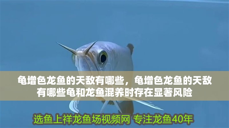 龜增色龍魚的天敵有哪些，龜增色龍魚的天敵有哪些龜和龍魚混養時存在顯著風險 龜增色龍魚的天敵有哪些，龜增色龍魚的天敵有哪些龜和龍魚混養時存在顯著風險 龍魚百科