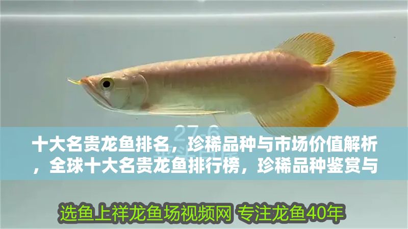 十大名貴龍魚排名，珍稀品種與市場價值解析，全球十大名貴龍魚排行榜，珍稀品種鑒賞與市場價值深度解析