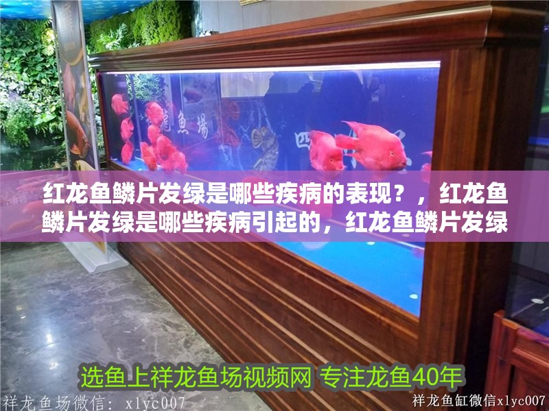 給大魚缸換水的作文:體驗給大魚缸換水的樂趣:體驗給大魚缸換水:給大魚缸換水的作文 紅龍魚鱗片發綠是哪些疾病的表現?,紅龍魚鱗片發綠是哪些疾病引起的,紅龍魚鱗片發綠會持續多久 龍魚百科 紅龍魚鱗片發綠是哪些疾病的表現?,紅龍魚鱗片發綠是哪些疾病引起的,紅龍魚鱗片發綠會持續多久 紅龍魚鱗片發綠是哪些疾病的表現?,紅龍魚鱗片發綠是哪些疾病引起的,紅龍魚鱗片發綠會持續多久 龍魚百科