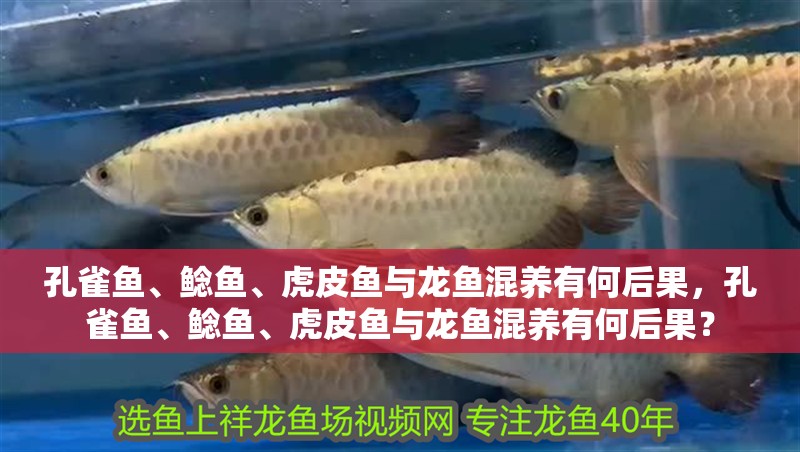魚缸用增氧泵價格是多少:魚缸增氧機-xtrac增氧機-xtrac增氧機 孔雀魚、鯰魚、虎皮魚與龍魚混養有何后果,孔雀魚、鯰魚、虎皮魚與龍魚混養有何后果? 龍魚百科 孔雀魚、鯰魚、虎皮魚與龍魚混養有何后果,孔雀魚、鯰魚、虎皮魚與龍魚混養有何后果? 孔雀魚、鯰魚、虎皮魚與龍魚混養有何后果,孔雀魚、鯰魚、虎皮魚與龍魚混養有何后果? 龍魚百科