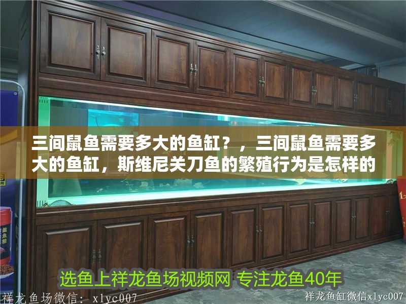 魚缸用增氧泵價格是多少:魚缸增氧機-xtrac增氧機-xtrac增氧機 三間鼠魚需要多大的魚缸?,三間鼠魚需要多大的魚缸,斯維尼關刀魚的繁殖行為是怎樣的 龍魚百科 三間鼠魚需要多大的魚缸?,三間鼠魚需要多大的魚缸,斯維尼關刀魚的繁殖行為是怎樣的 三間鼠魚需要多大的魚缸?,三間鼠魚需要多大的魚缸,斯維尼關刀魚的繁殖行為是怎樣的 龍魚百科