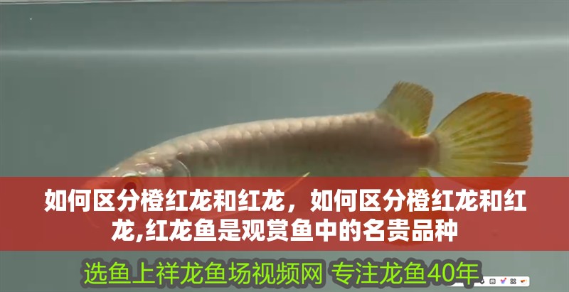 鸚鵡魚和銀龍魚混養(yǎng)怎樣喂食 如何區(qū)分橙紅龍和紅龍,如何區(qū)分橙紅龍和紅龍,紅龍魚是觀賞魚中的名貴品種 龍魚百科 如何區(qū)分橙紅龍和紅龍,如何區(qū)分橙紅龍和紅龍,紅龍魚是觀賞魚中的名貴品種 如何區(qū)分橙紅龍和紅龍,如何區(qū)分橙紅龍和紅龍,紅龍魚是觀賞魚中的名貴品種 龍魚百科