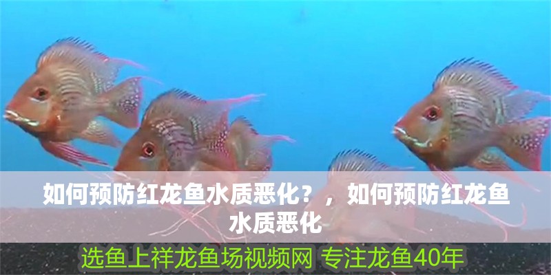 如何預(yù)防紅龍魚水質(zhì)惡化？，如何預(yù)防紅龍魚水質(zhì)惡化 如何預(yù)防紅龍魚水質(zhì)惡化？，如何預(yù)防紅龍魚水質(zhì)惡化 龍魚百科