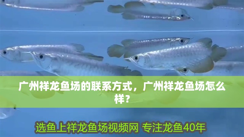 廣州祥龍魚場的聯系方式，廣州祥龍魚場怎么樣？ 廣州祥龍魚場的聯系方式，廣州祥龍魚場怎么樣？ 龍魚百科